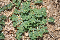 Euphorbia prostrata